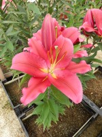 [4493 PO81 LUN 3086 No02.JPG]